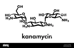 Kanamycin Acid Sulphate 31282-04-5