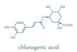 Chlorogenic Acid Phytochemicals Powder