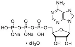 Adenosine-5-Triphosphate Disodium Salt (ATP-2Na) (CAS Number: 34369-07-8)