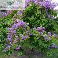 Banaba Extract 1%, powder