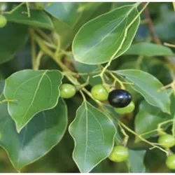 Ho Wood Oil, For Aromatherapy