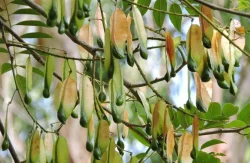 Tolu Balsam Resinoid, For Aromatherapy, 100% Pure