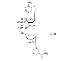Beta-Nicotinamide Adenine Dinucleotide, Oxidized (Beta-NAD) (CAS Number: 53-84-9)