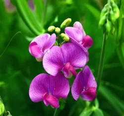 Geranyl Acetone, Packaging Size: 5 L