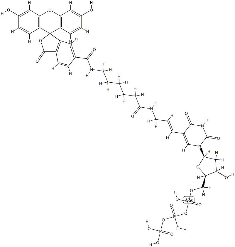 Fluorescein-dUTP *1 mM in Tris Buffer (pH 7.5)* Structural