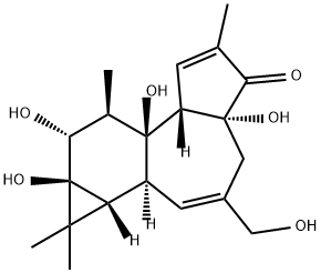 PHORBOL