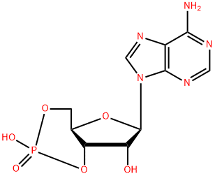 Cyclic AMP Structural