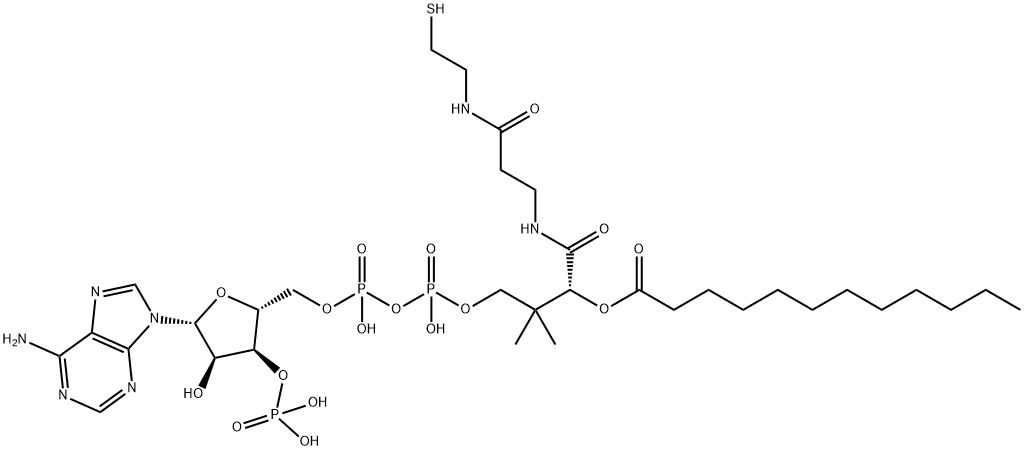 LAUROYL COENZYME A Structural