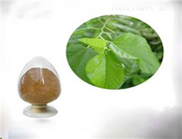 100% Natural Mulberry Leaf Extract Deoxynojirimycin (DNJ)