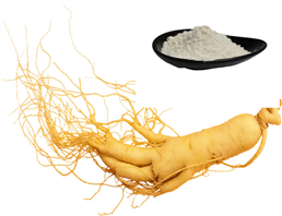 ginseng powder extract 