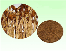 agrocybe aegerita extract/tea tree mushroom/agrocybe cylindracea extract 10:1
