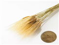 malt extract
