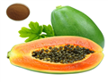PAPAYA EXTRACT