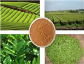 Organic Green Tea Extract Powder  with 10%-98% Tea Polyphenols