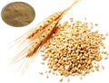 malt extract