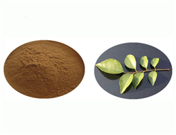 Yellow Bark Leaf Extract