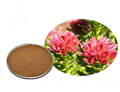 salidroside  rhodiola extract