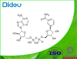 beta-Diphosphopyridine nucleotide