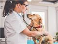 Canine parvovirus disease