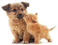 Canine parvovirus disease