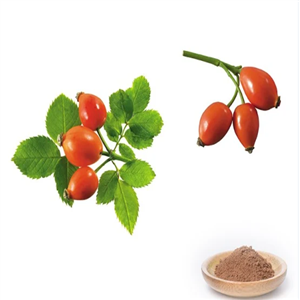 Rose Hip Oil for Food&Pharmaceutical&Cosmetic Grade