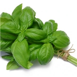 Basil oil