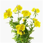 Evening Primrose Oil  