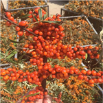 Sea buckthorn