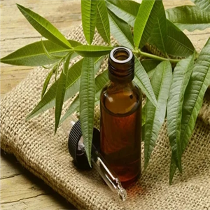 Mugwort oil