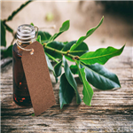 Cinnamon oil;Cinnamon Leaf Oil