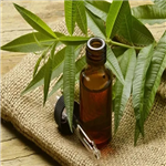 Mugwort oil