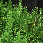 Rosemary Essentiol Oil