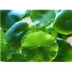 Centella Asiatica Extract