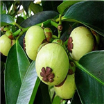 mangosteen extract