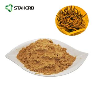 cordyceps extract