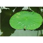 lotus leaf extact 