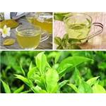 Green Tea Extract