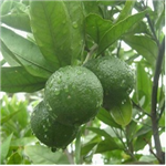 Citrus Aurantium Extract naringin