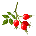 Rose Hip extract