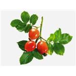 Rose Hip extract