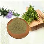 carnosic acid Rosemary Extract 