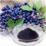 Blueberry Extract