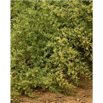 Artemisia Annua Extract