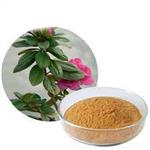 Dahurian Rhodoendron Extract