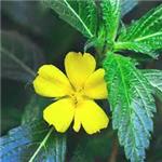 Damiana Leaf Extract