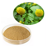 Acmella Oleracea Extract