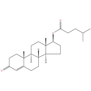 Testosterone isocaproate