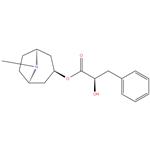 Littorine