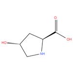 trans-4-Hydroxy-L-proline, 98%