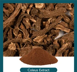 Aushadhi Herbal Coleus Extract Powder, Packaging Size: 5